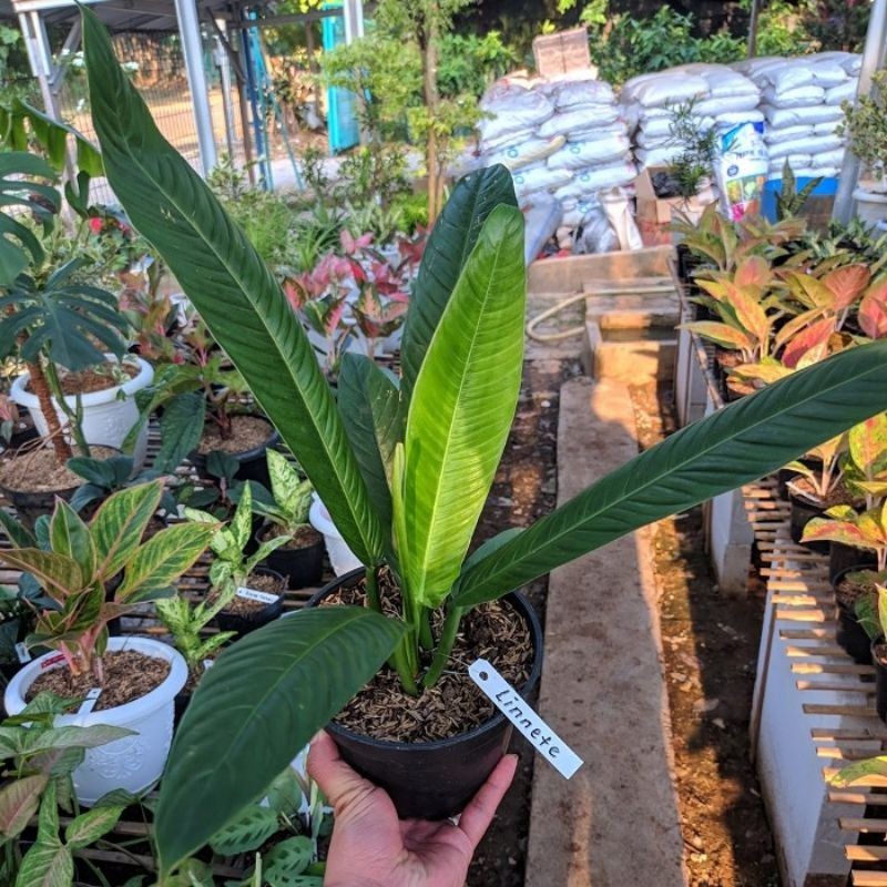 Tanaman hias philodendron lynette - Philo linet - Philodendron Lynette