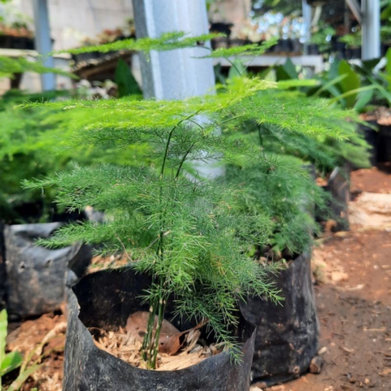 tanaman asparagus asparahas - tanaman hias asparagus