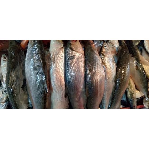 

Ikan Patin / Nila Merah / Mas / Lele / Mujaer / Bawal / Gurame