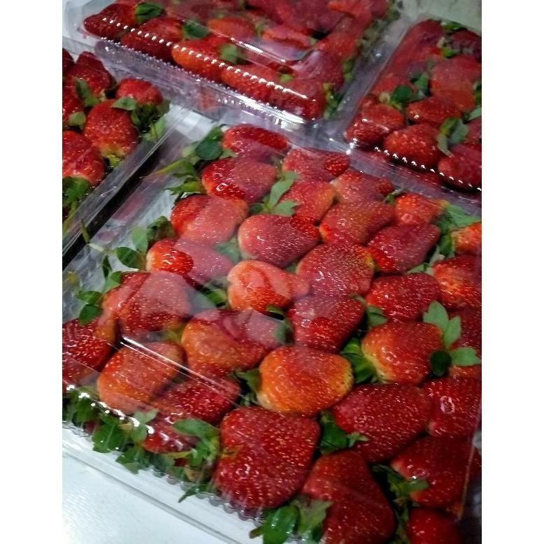 

Promo Termurah Buah Strawberry Fresh Premium