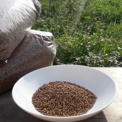 

KedaiBenih Ketumbar Hitam ~ 1000 Gram