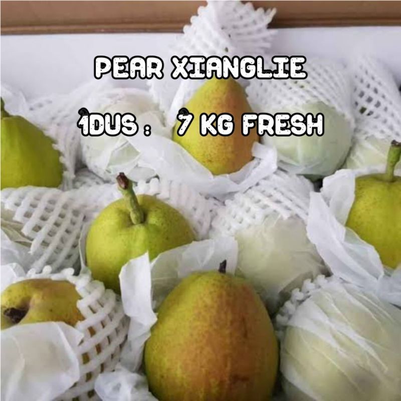 

Buah pear xianglie 1dus berat 7 KG fresh Harga grosir