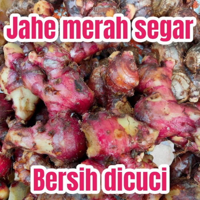 

Jahe Merah Segar Sudah Bersih Ukuran 1Kg