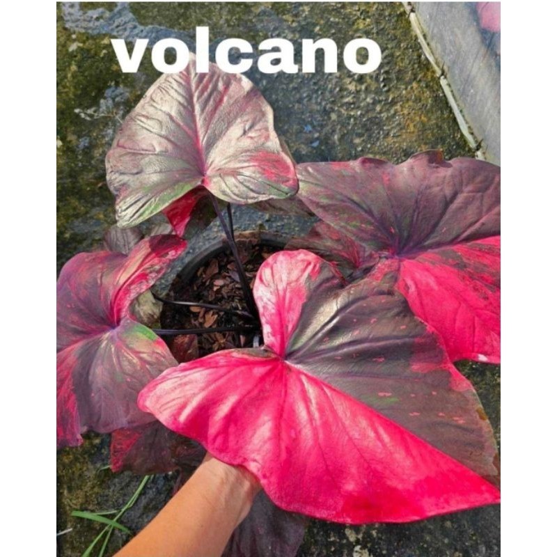 Tanaman Hias Keladi Thailand Series Volcano Bunga Hias Keladi Caladium Anakan Murah BUKAN BONGGOL Tanaman Hidup Bunga Hidup Bibit Tanaman Murah