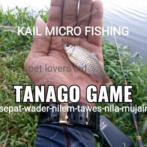 Tanago/Mata kail pancing Ikan kecil no.1 Wader, rasbora, betok, mujair