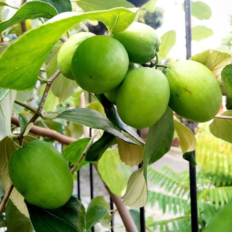 Tanaman Buah Apel India / Bidara India putsa / Apel India putsa / pokok bidara / Ziziphus mauritania