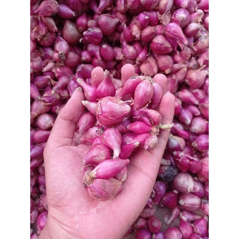 

Promo Bawang merah local termurah 1kg berkualitas bumbu masak barang fresh