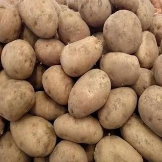 

TERLARIS Kentang Dieng Super Medium 25 Kg Fresh Dari Petani - Shuffel MURAH