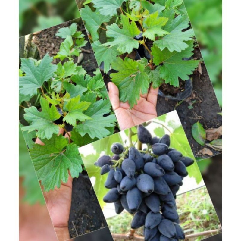 Bibit Anggur Import Jenis Gosv