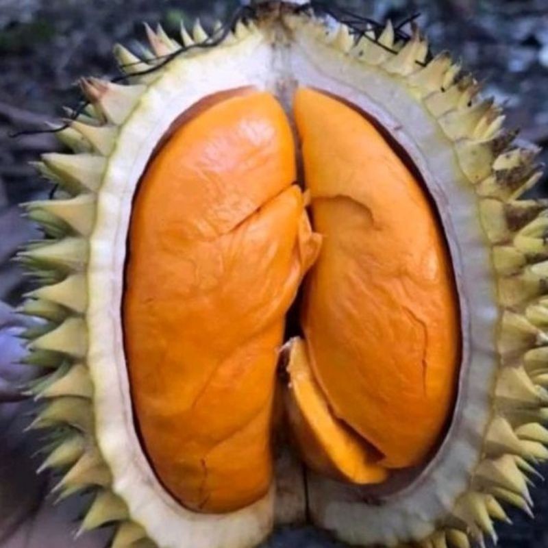 Bibit Durian Lay Super Terlaris