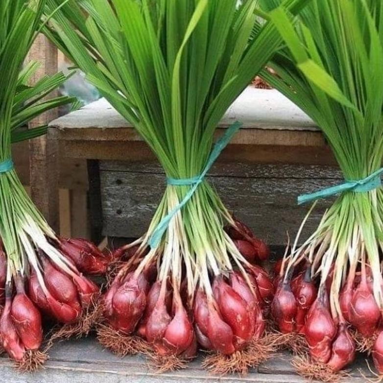 

BUBUK BAWANG DAYAK ISI 1 KG PREMIUM RO01