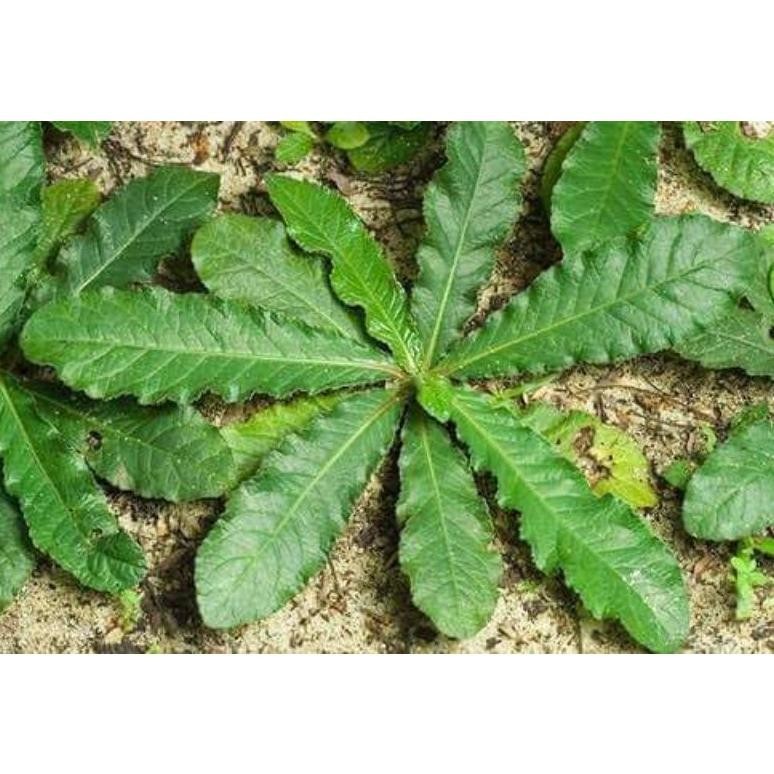 

1KG BUBUK POWDER SERBUK DAUN TAPAK LIMAN ISI 1 KG RO25