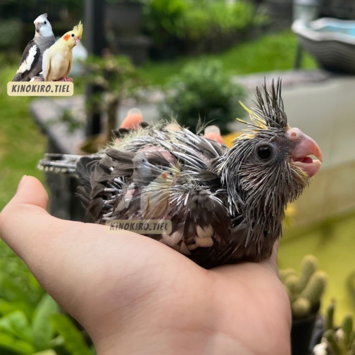 Baby Falk / Burung Falk Jinak Lolohan / Cockatiel / Parkit Australia