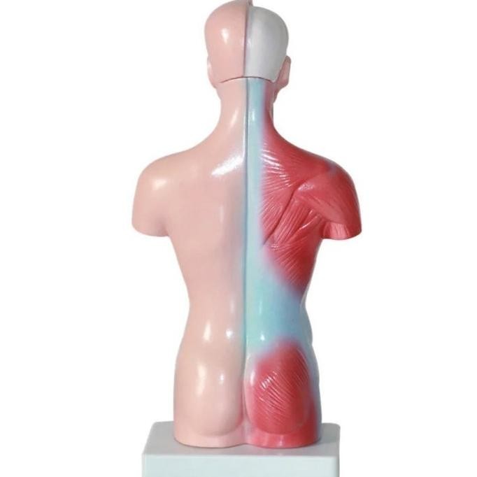 Kerangka Manusia Model Alat Peraga Edukatif Torso Anatomi Tubuh 28 Cm