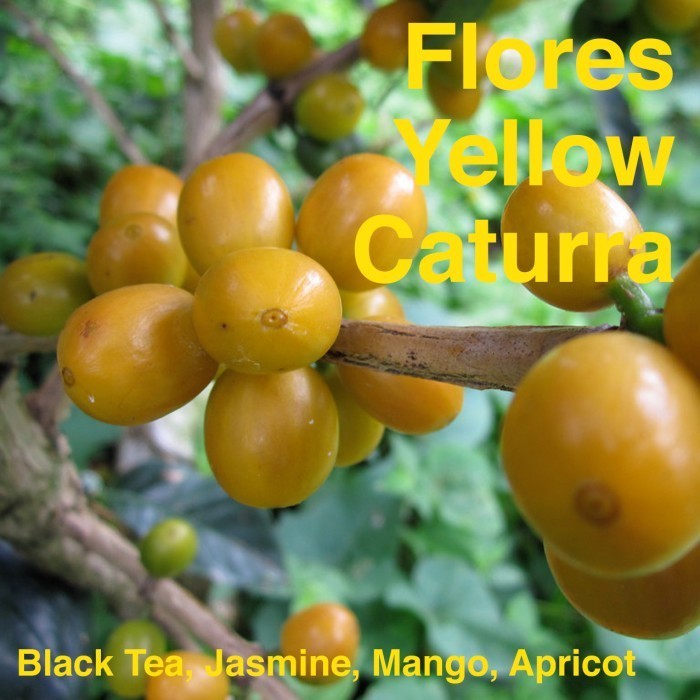 

Biji Kopi Bubuk Arabika Flores Yellow Caturra 1Kg 1 Kilo Kilogram