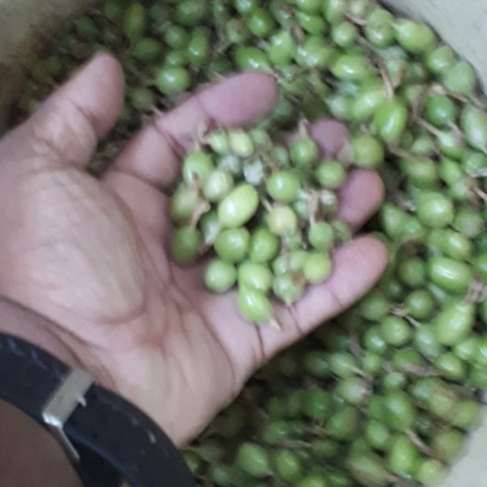 

Adlian Green Cardamon 500 Gr / Kapulaga Hijau / Kapulaga Sabrang India 500 Gr