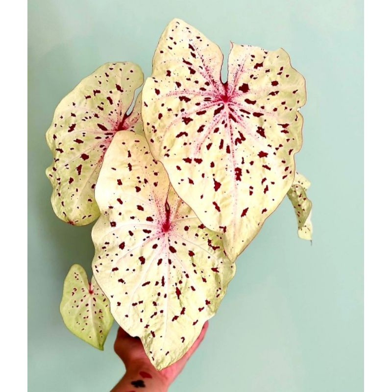 Tanaman Hias Keladi Miss Muffet Bunga Hias Keladi Caladium Anakan Murah BUKAN UMBI Tanaman Hidup Bun