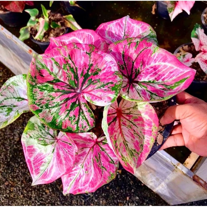 Tanaman Hias Keladi Air Langga Bunga Hias Keladi Caladium Anakan Murah BUKAN UMBI Tanaman Hidup Bung
