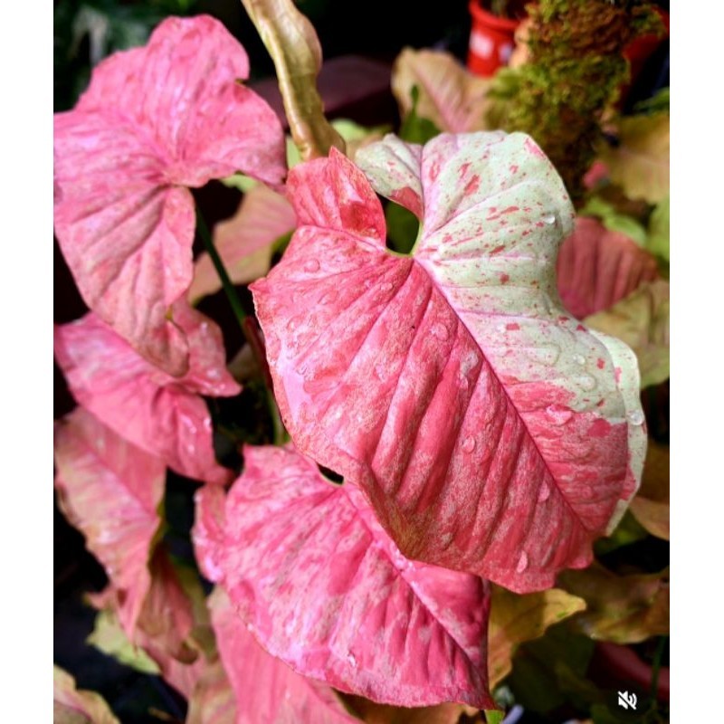 Tanaman Hias Syngonium Pink Candy Marble Variegata Bunga Hias Syngonium Singonium Anakan Murah Bunga