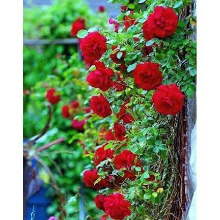 biji bibit benih mawar rambat merah import