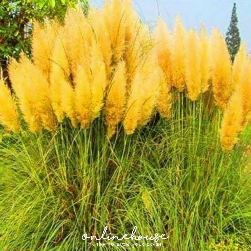 BENIH BIBIT BIJI PAMPAS GRASS KUNING
