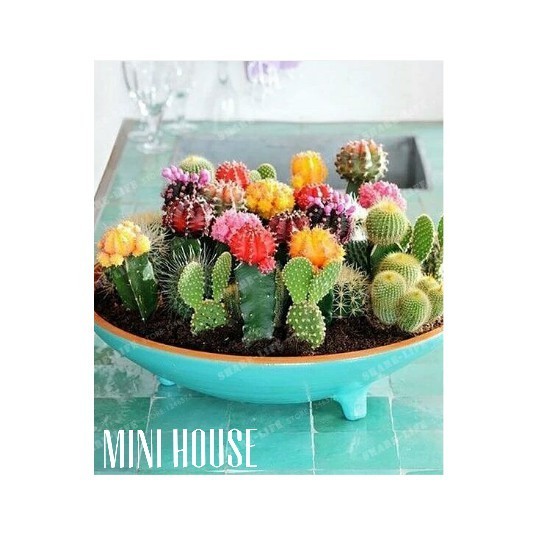 BIJI BIBIT BENIH KAKTUS MIX IMPORT -+20 SEED