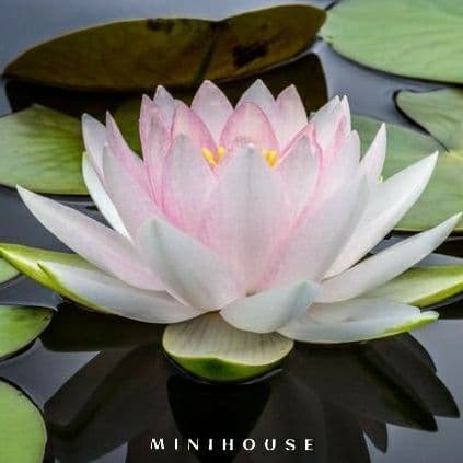 BENIH BIBIT BIJI LOTUS TERATAI AIR IMPORT