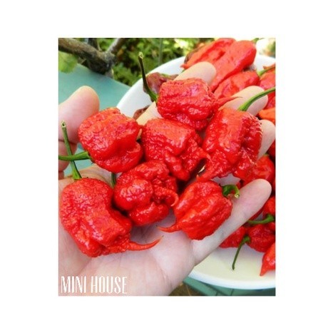 BIJI BIBIT BENIH CABAI CAROLINA REAPER