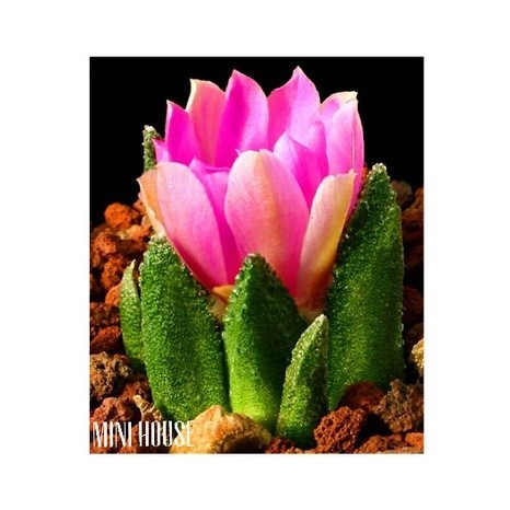 BIJI BENIH KAKTUS IMPORT