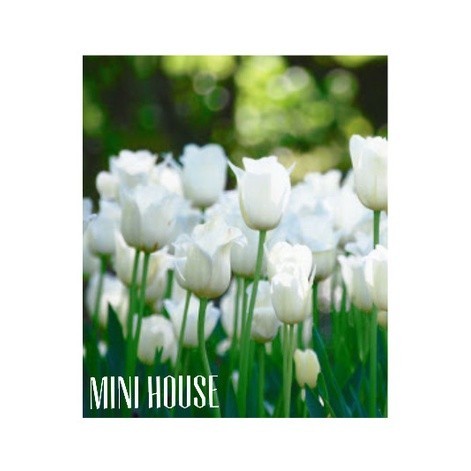 UMBI TULIP PUTIH