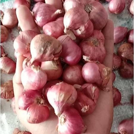 

Bawang Merah Besar Sedang 1Kg Super Kering Brambang Berkualitas Super Besar Berkualitas