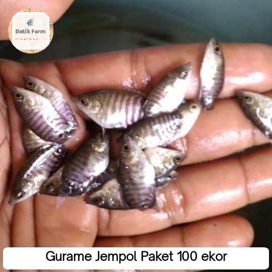 BIBIT GURAME - GURAME SOANG - BIBIT IKAN