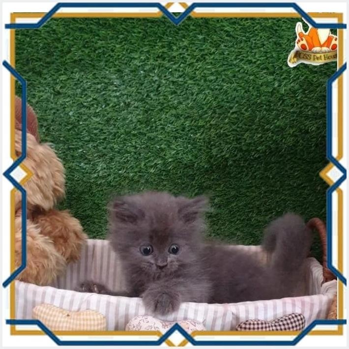 

[FSS] ANAK KUCING KITTEN BLUE SOLID IMUT LUCU GOOD ATOMI
