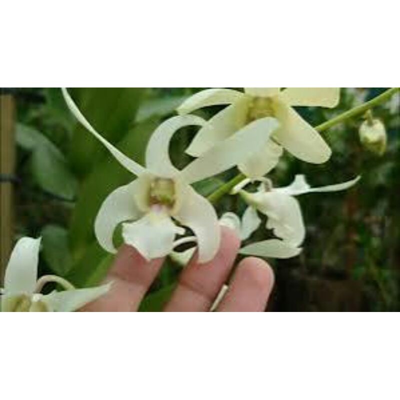 Anggrek Dendrobium Capung