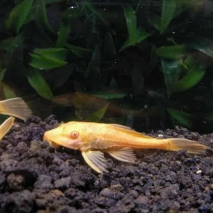 Ikan Pembersih Kaca Albino / Ikan Sapu Sapu Albino Langka