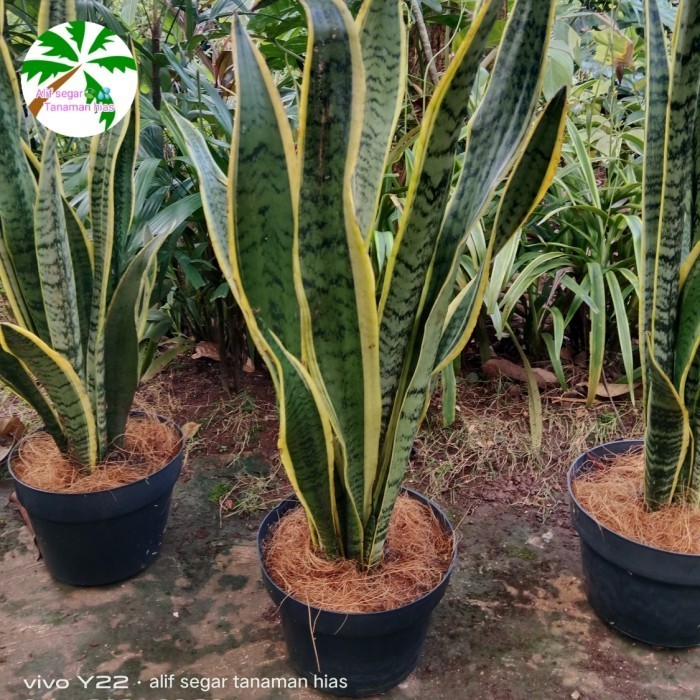 

sensivera pedang pedangan. plus pot 25 cm K01