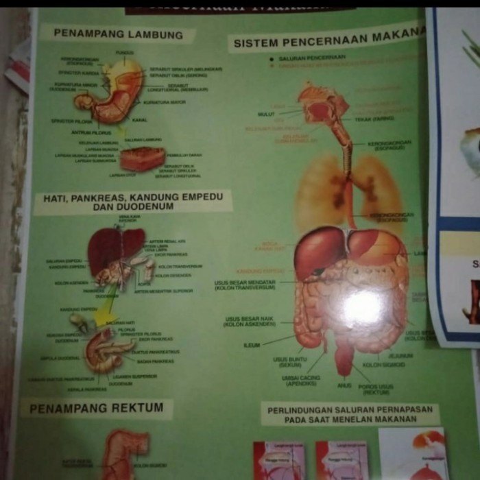 

Poster pencernaan makan K01