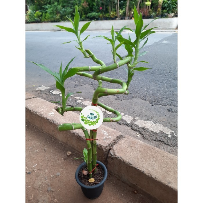 Tanaman Hias Bambu Hoki Spiral