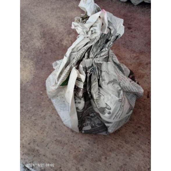 

GC27 Telur jangkrik alam 1kg Murah
