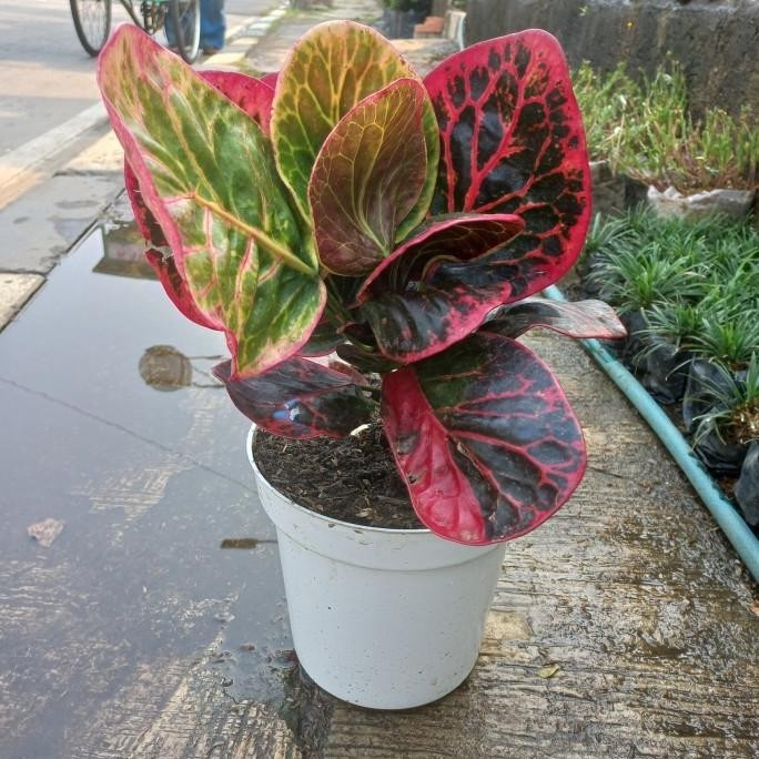 [Cod] Tanaman Hias Puring Apel Busarin / Puring Busarin