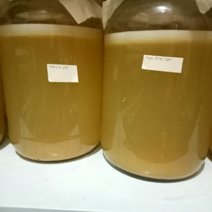 

scoby cuka nanas dengan starter atau MoV atau mother of vinegar