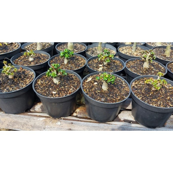 Tanaman Hias Adenium Dha Khz