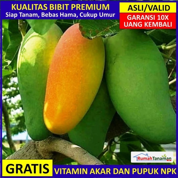 Bibit Mangga Golek India Asli Bergaransi, Pohon Mangga Cangkok Valid