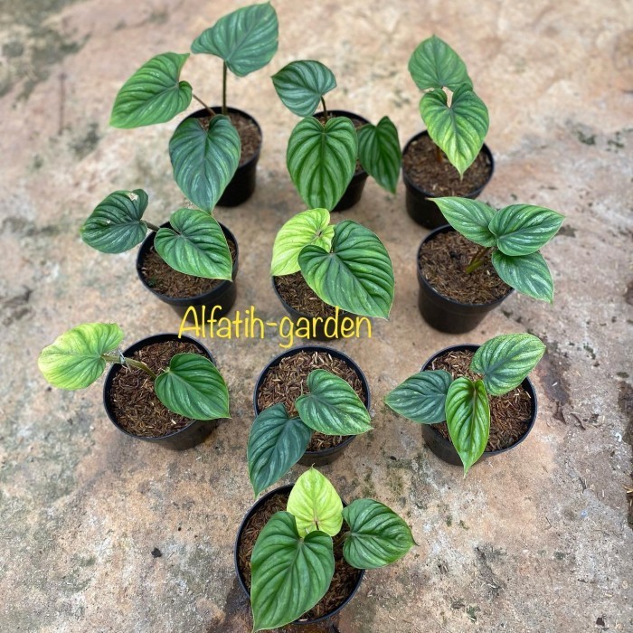 Philodendron Plowmanii