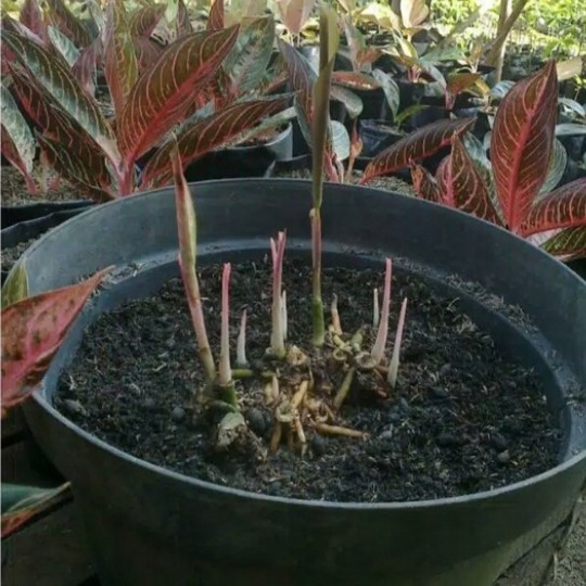 Bonggolan Aglonema Red Sumatra