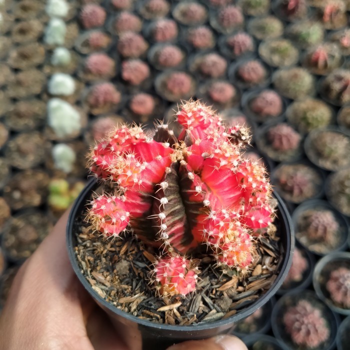 Kaktus Gymnocalycium Mihanovichii