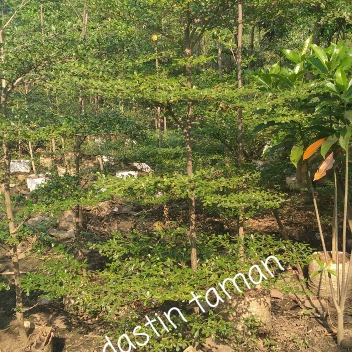 Ketapang Kencana 2 Meter Rimbun