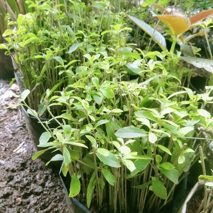 Paket 50 Batang Lee Kwan Yew Varigata