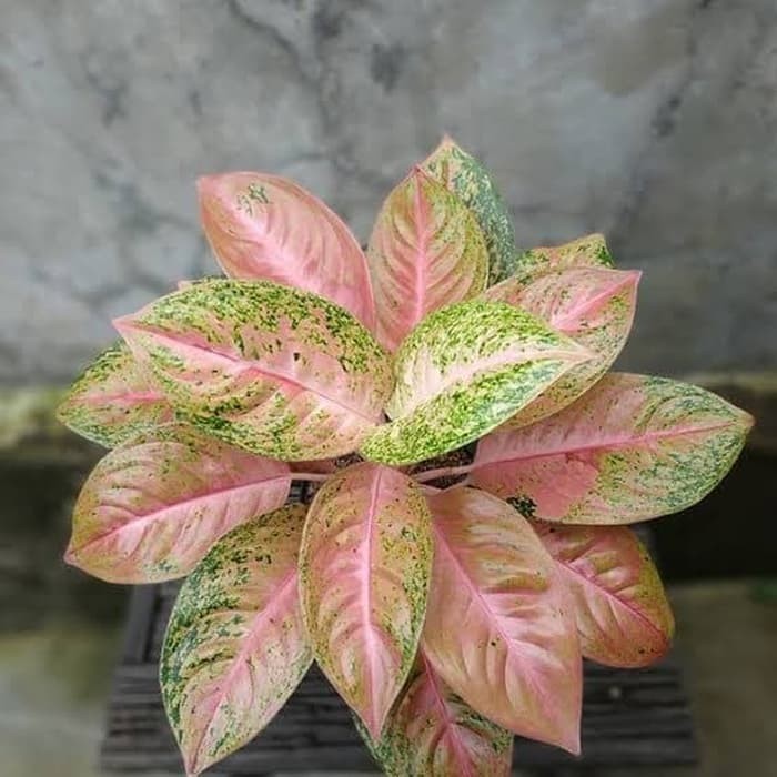 Tanaman Hias Aglonema Bigroy/Aglonema Bigroy
