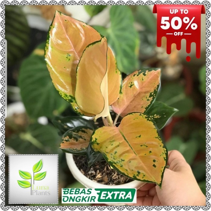 Aglonema Sultan Brunei / Tanaman Hias Aglonema Sultan Brunei Remaja